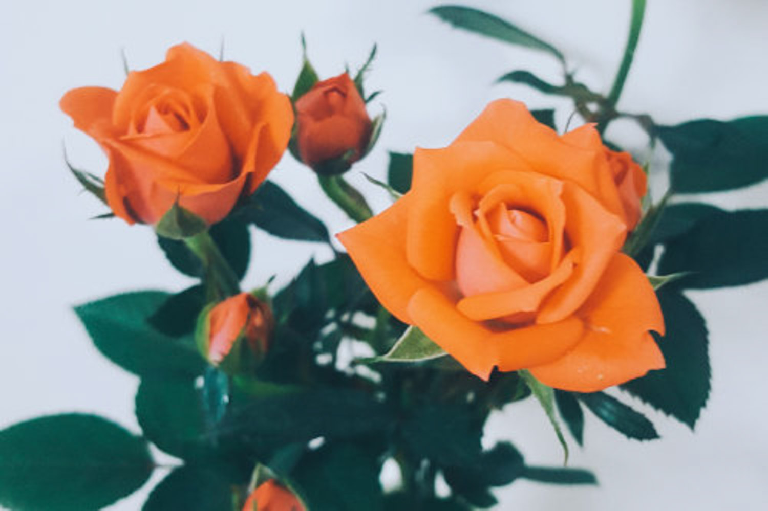 月季花叶子发黄是怎么回事,怎么办