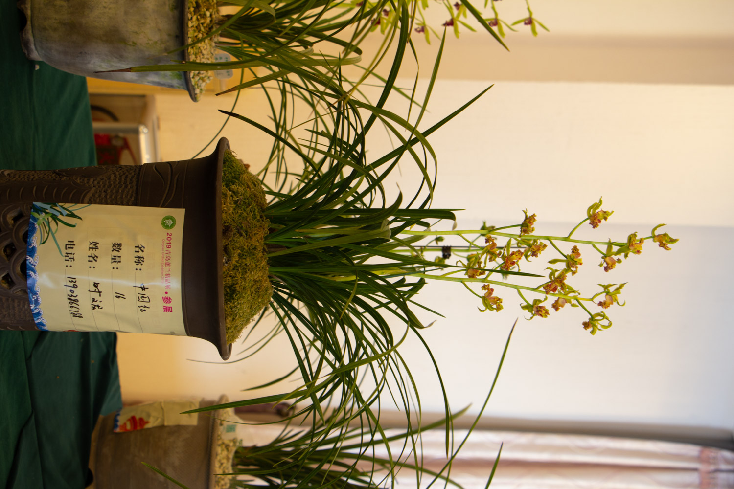 6种兰花，一开花香飘满屋，越养越值钱！