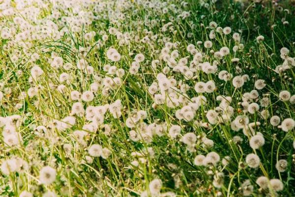 蒲公英种植亩收入，附种植方法