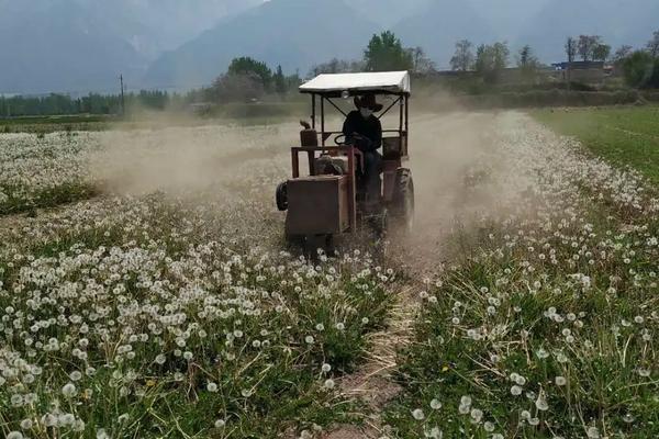 蒲公英种植亩收入，附种植方法