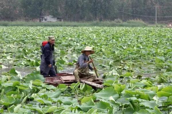 种植20亩莲藕要多少钱