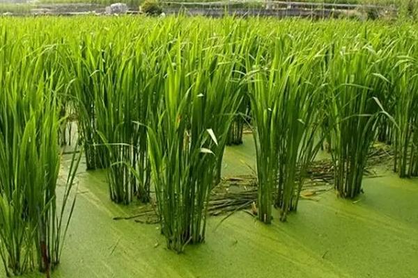 种植一亩茭白多少成本，种植技术介绍