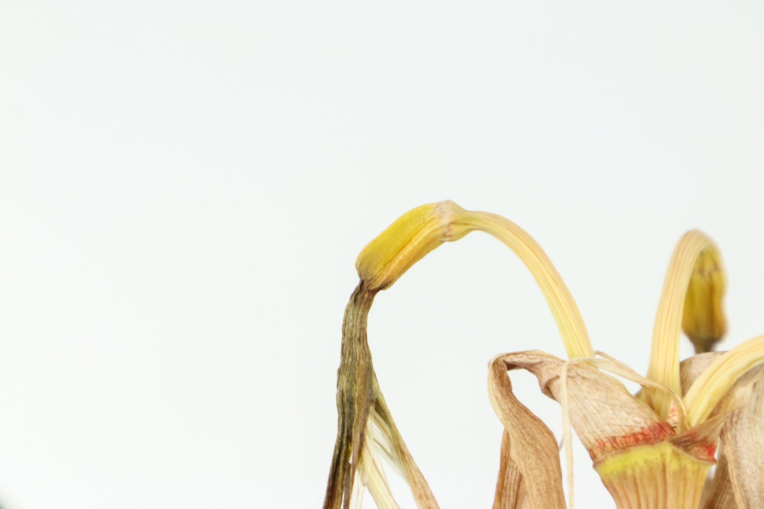 朱顶红烂球的处理方法，整个根盘烂掉还能活吗